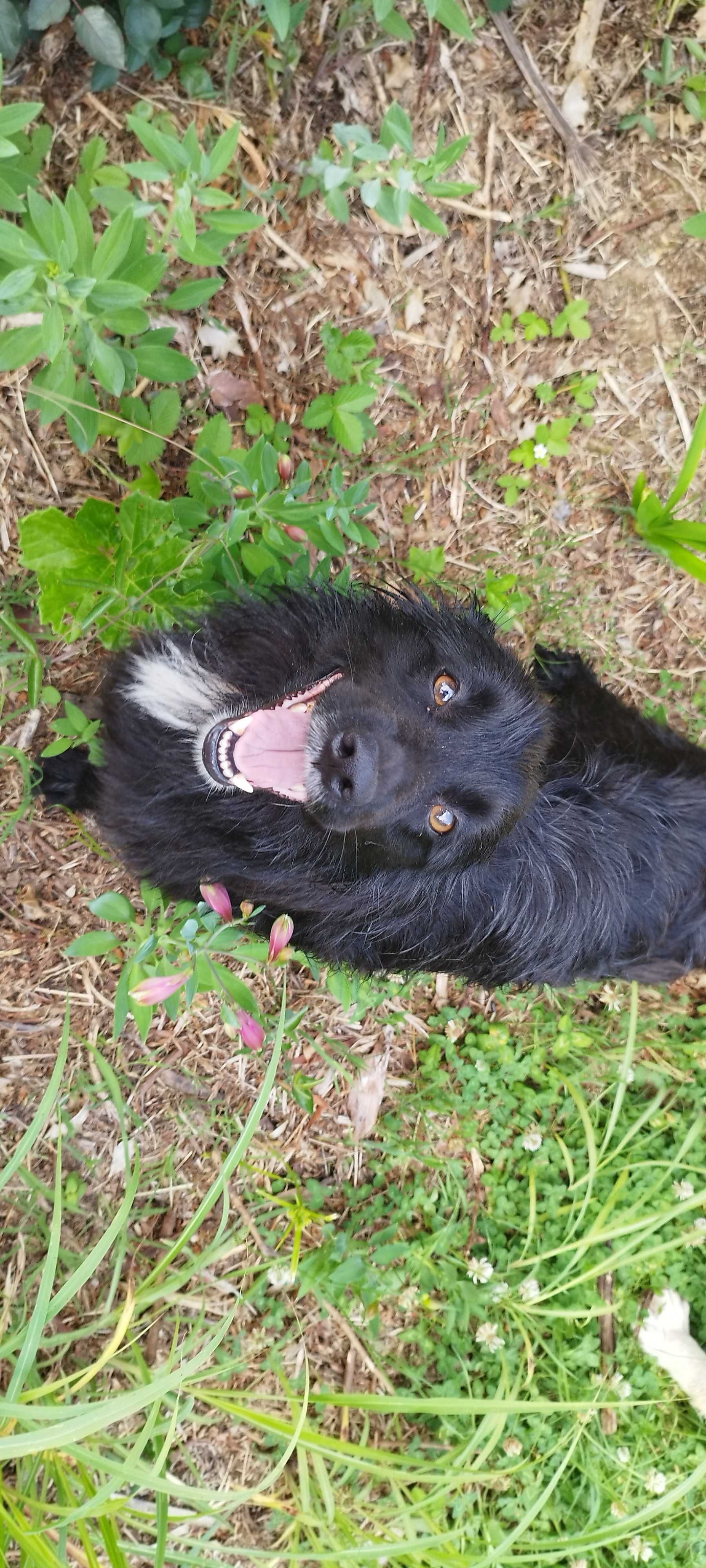 Adoçao de labradora adoravel