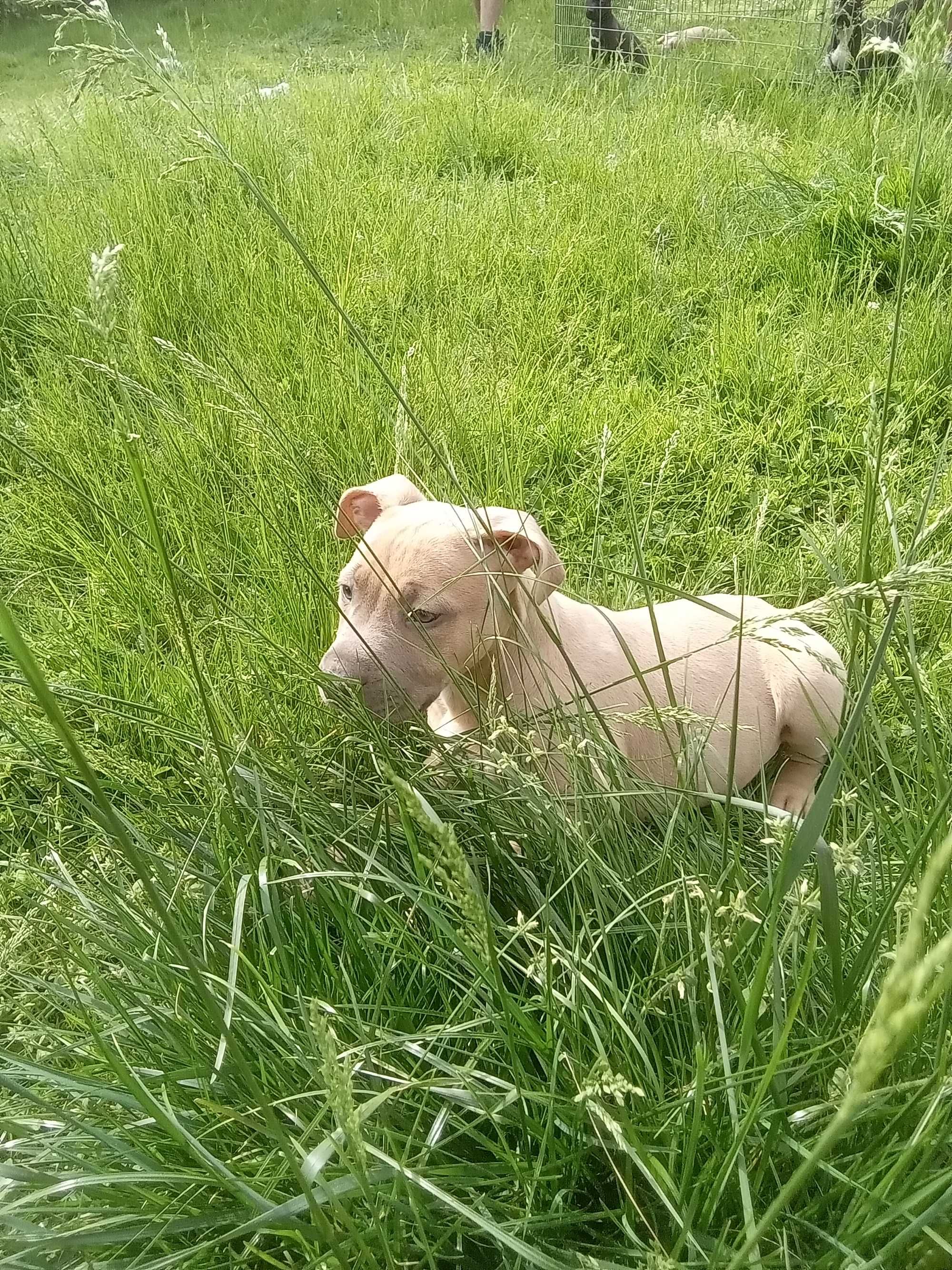 American Staffordshire Terrier! Amstaff gen Blue!