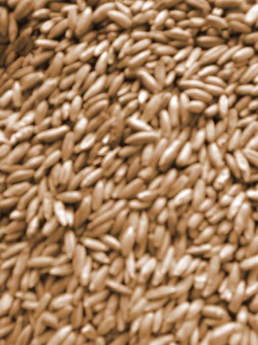 Żyto do siewu z 2024r.