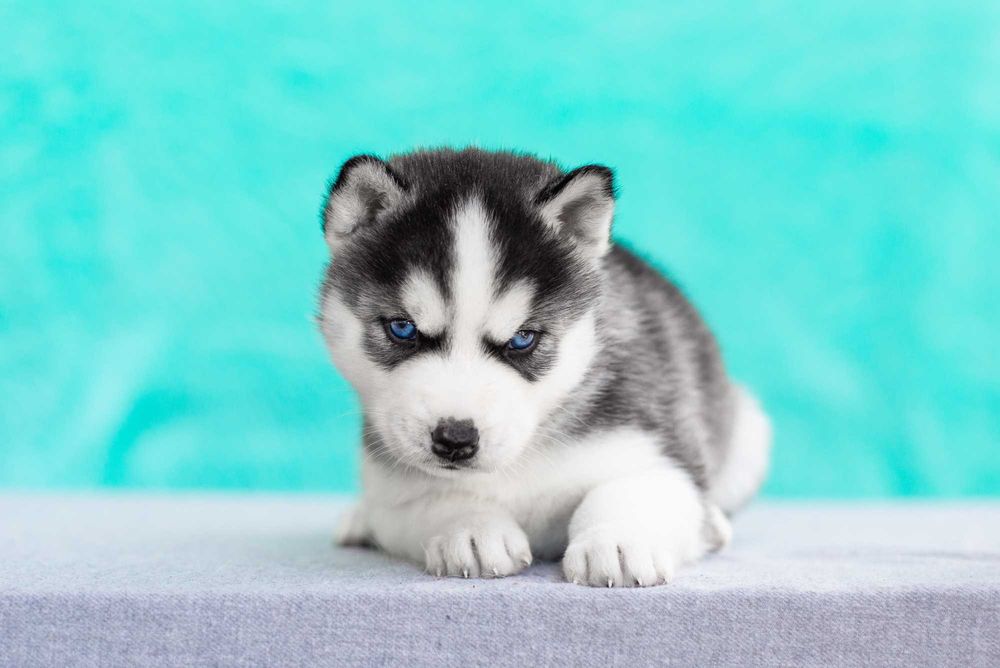 Щенки хаски из питомника КСУ