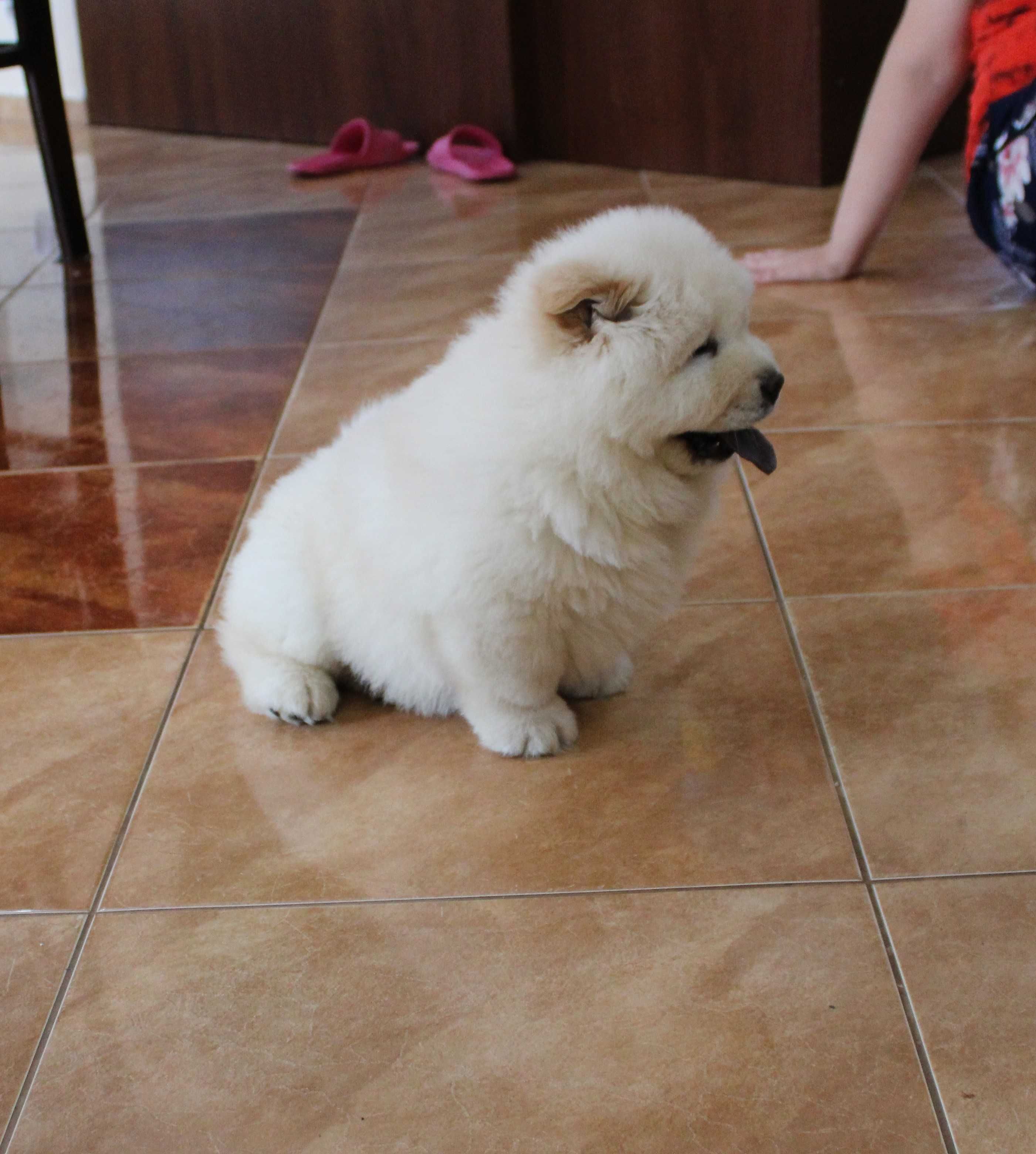 Piesek chow chow