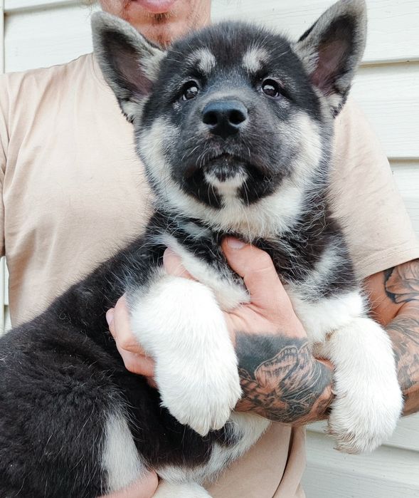 Класні чистокровні акітята