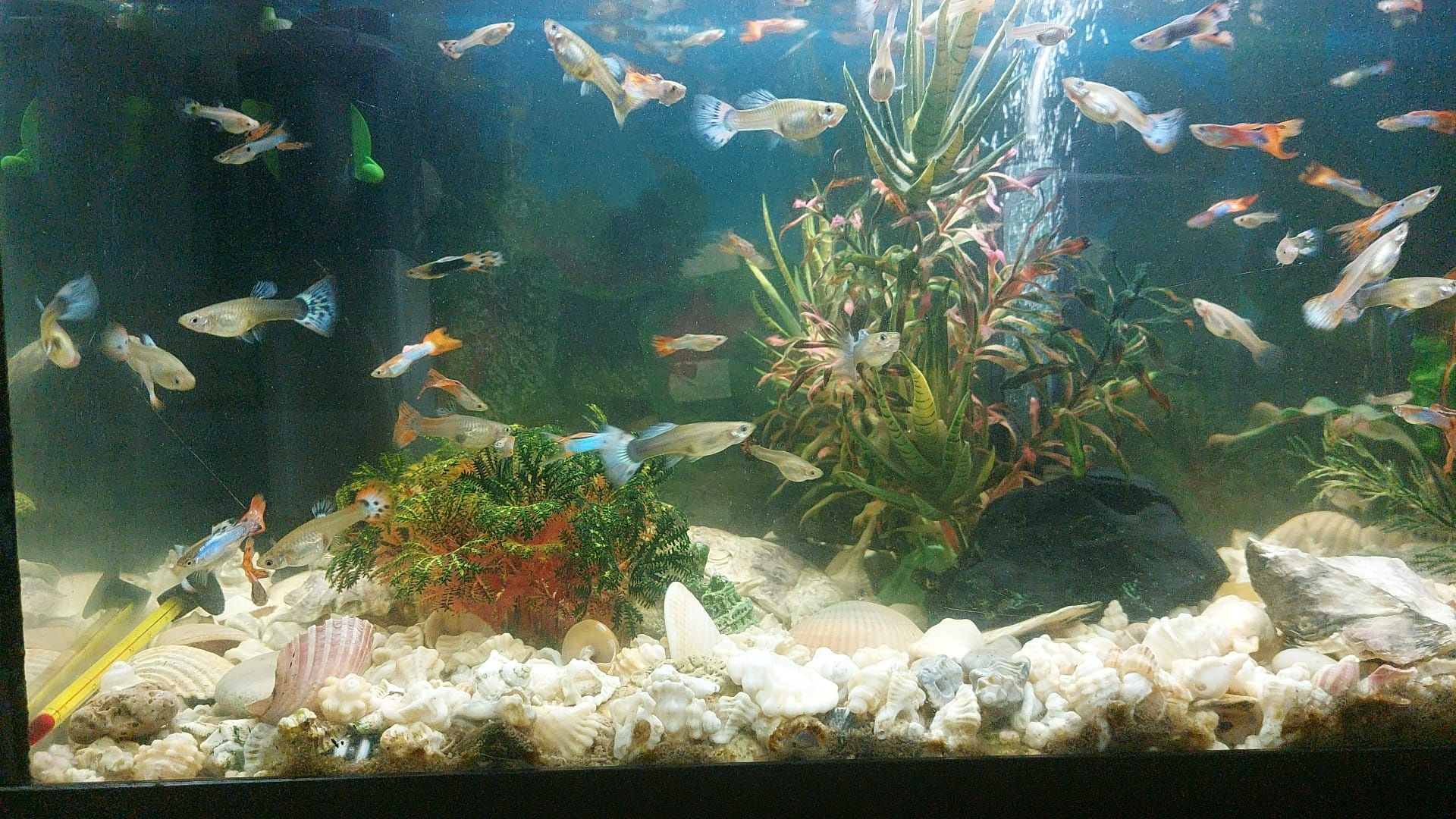 Guppy variáveis / Camarões Blue Dream