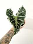 Alocasia Loco rara