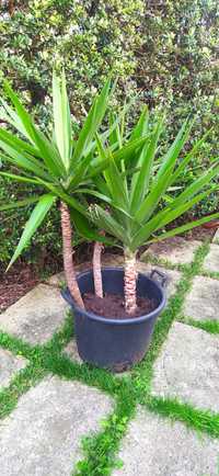 Planta Yucca 3 unidades