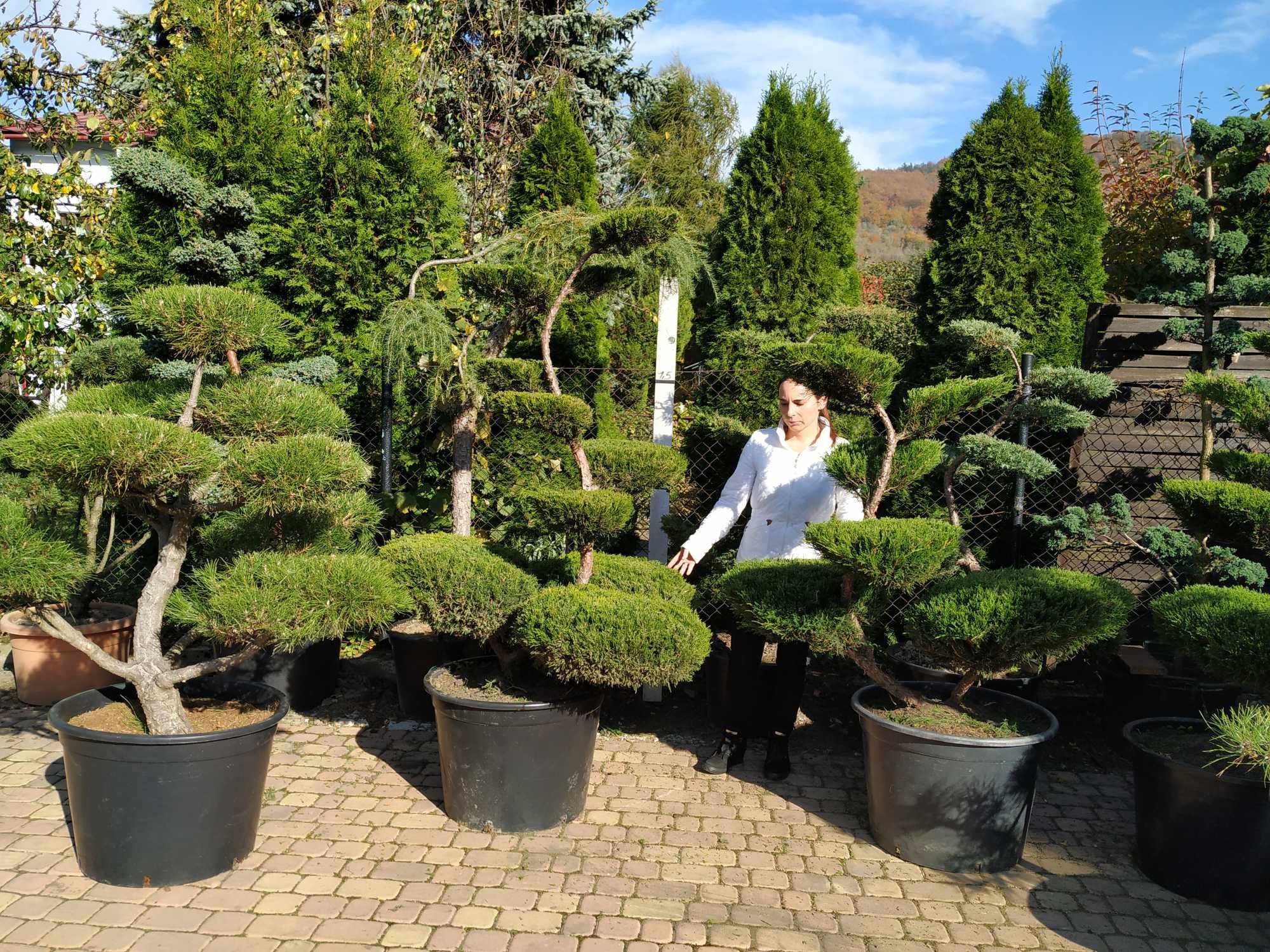 Drzewa i krzewy formowane Niwaki - bonsai -SZKÓŁKA