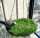 Wisząca mata do żerowania dla papug, koło 25cm