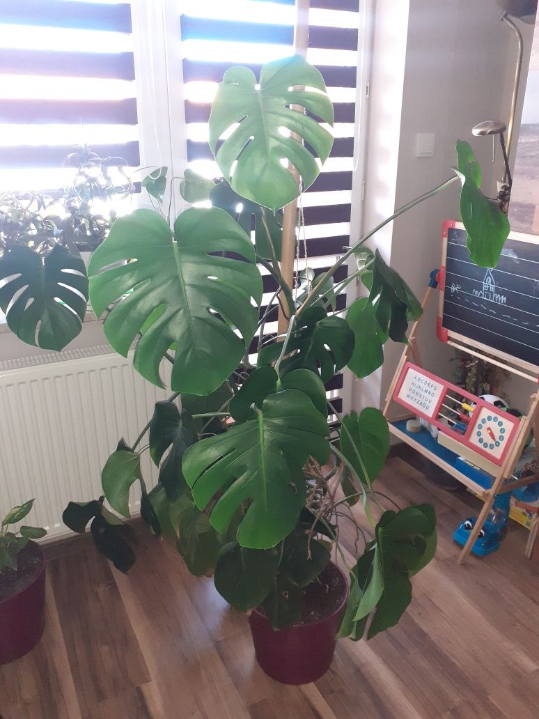 Kwiat monstera duża zdrowa piękna