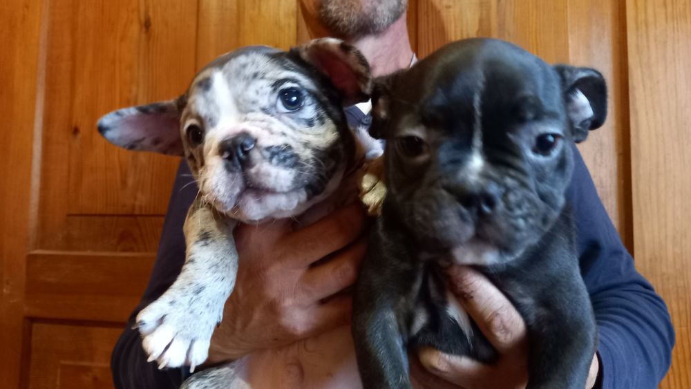 Хлопчики французи.