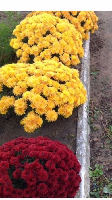 Канна крупно цветковая  сорт Ореол.