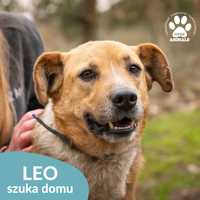 Łagodny Leo szuka kochającego domu!