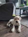 Szczeniak labrador