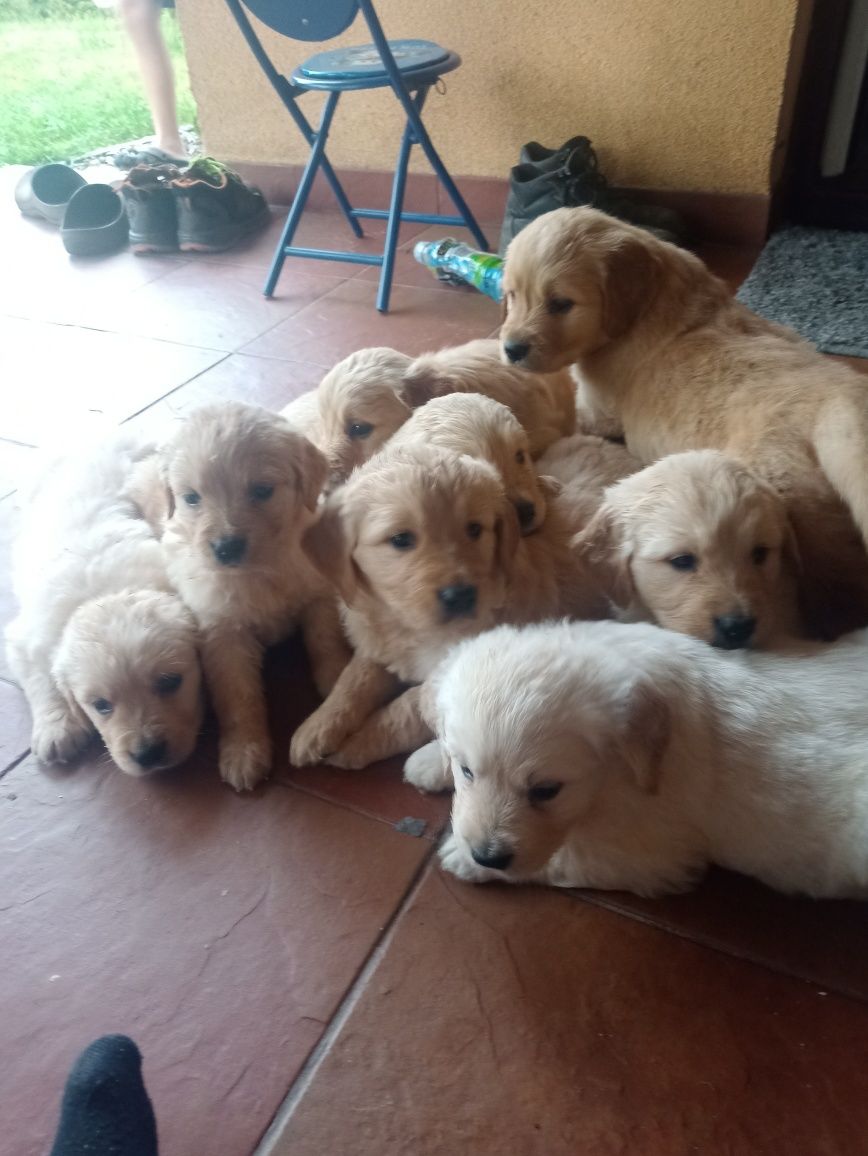 Golden retriever szczeniaki