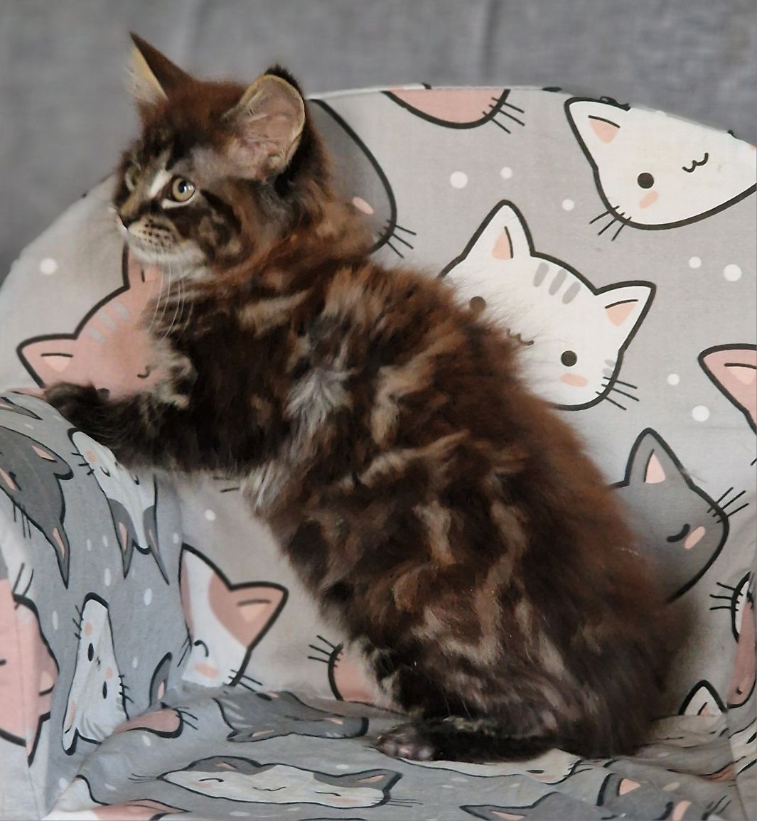 Maine Coon kot gotowy do odbioru