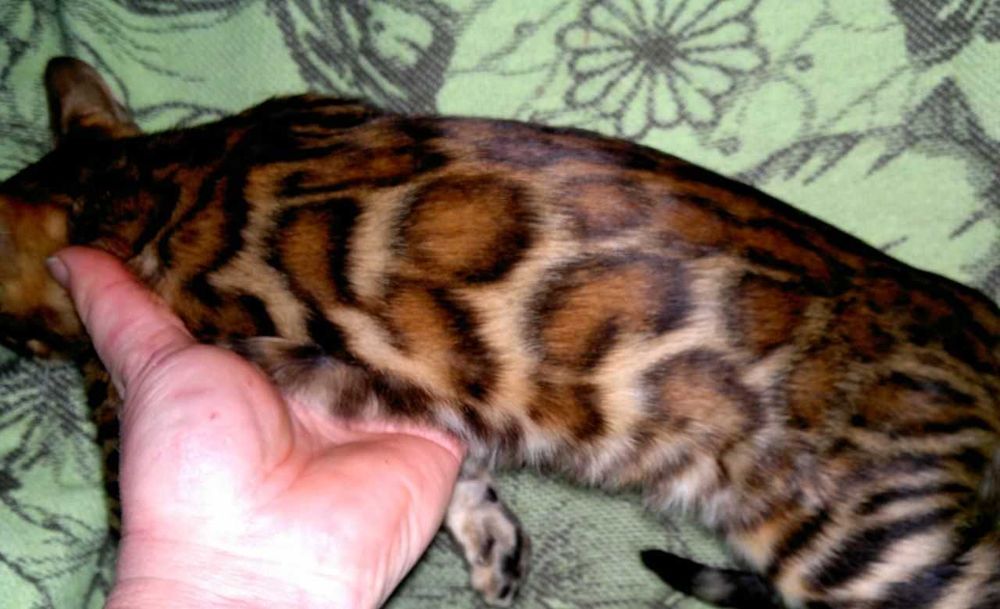 Ексклюзивний BENn24 червоний бенгальський хлопчик