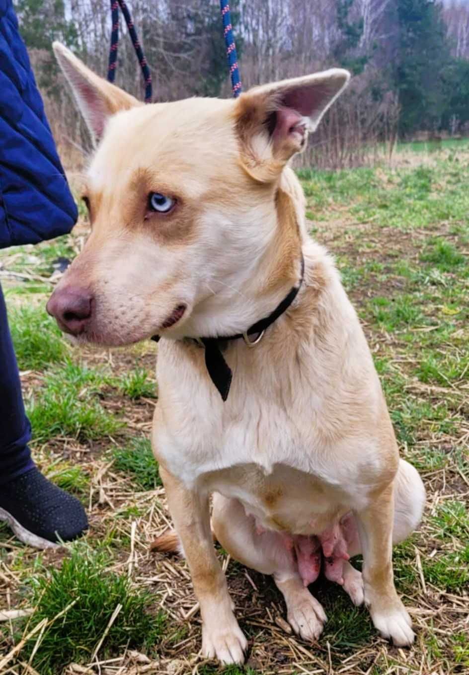 FIONA - piękna sunia z kolorowymi oczami szuka domu
