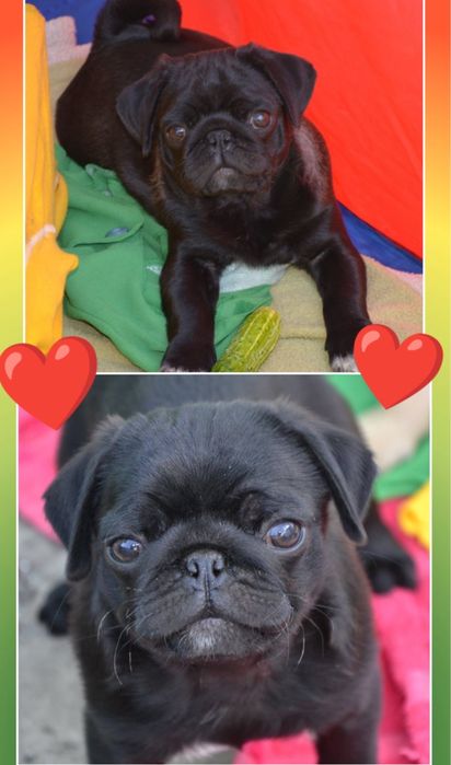 Идеальная девочка мопса 3 месяца!