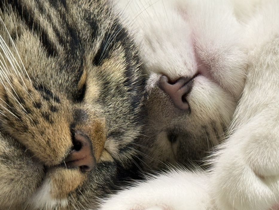 Кошенята в добрі руки Віддам безкоштовно