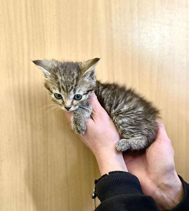 Kocięta, 10 tygodniowe, adopcja za darmo oddam