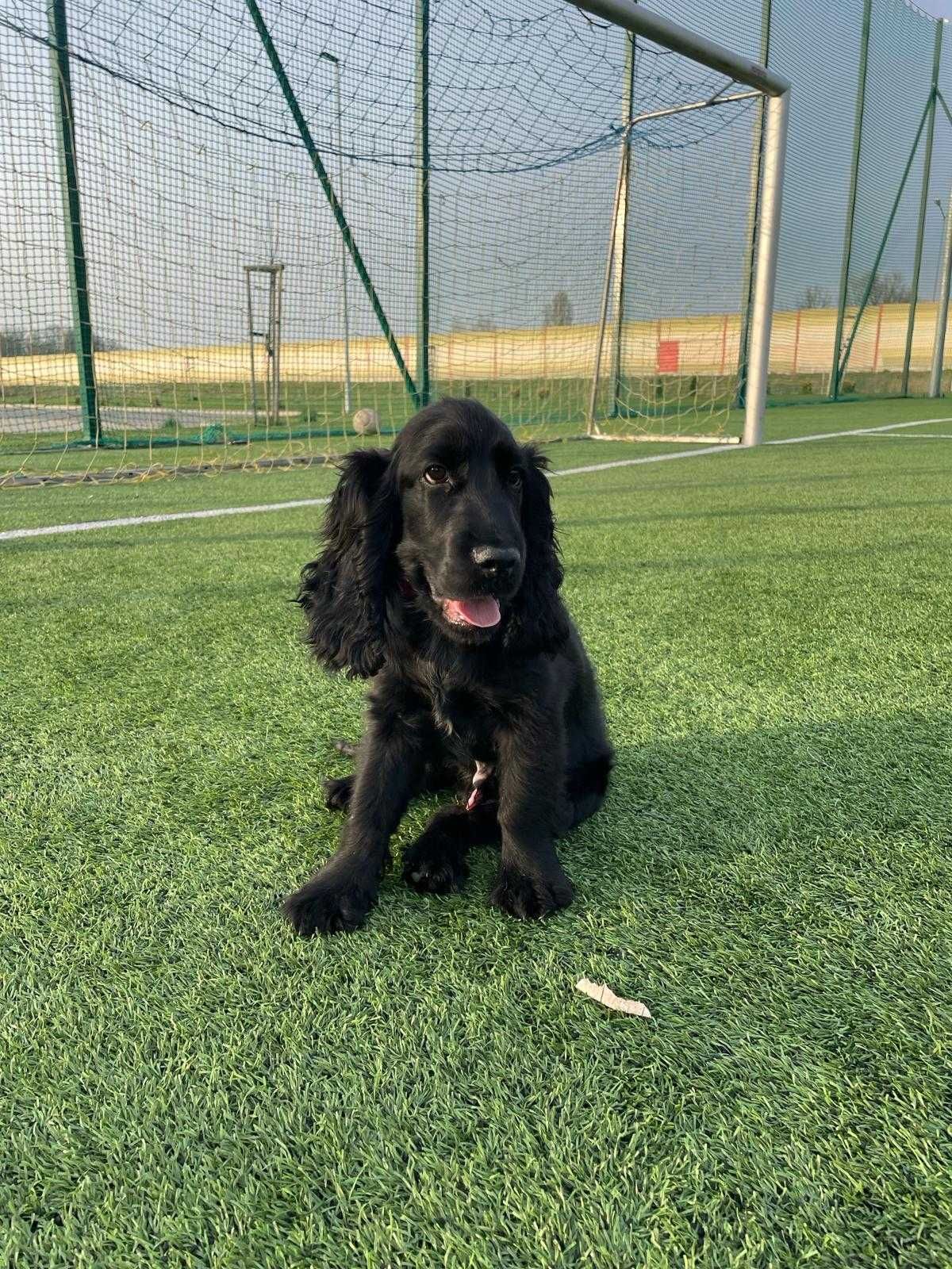 Młody Cocker Spaniel