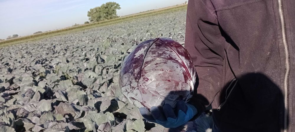 Kapusta czerwona Włocławek,  oferta dla nabywców hurtowych