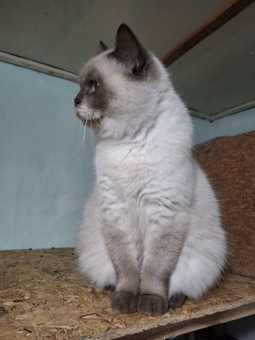 Кошечка ищет дом.