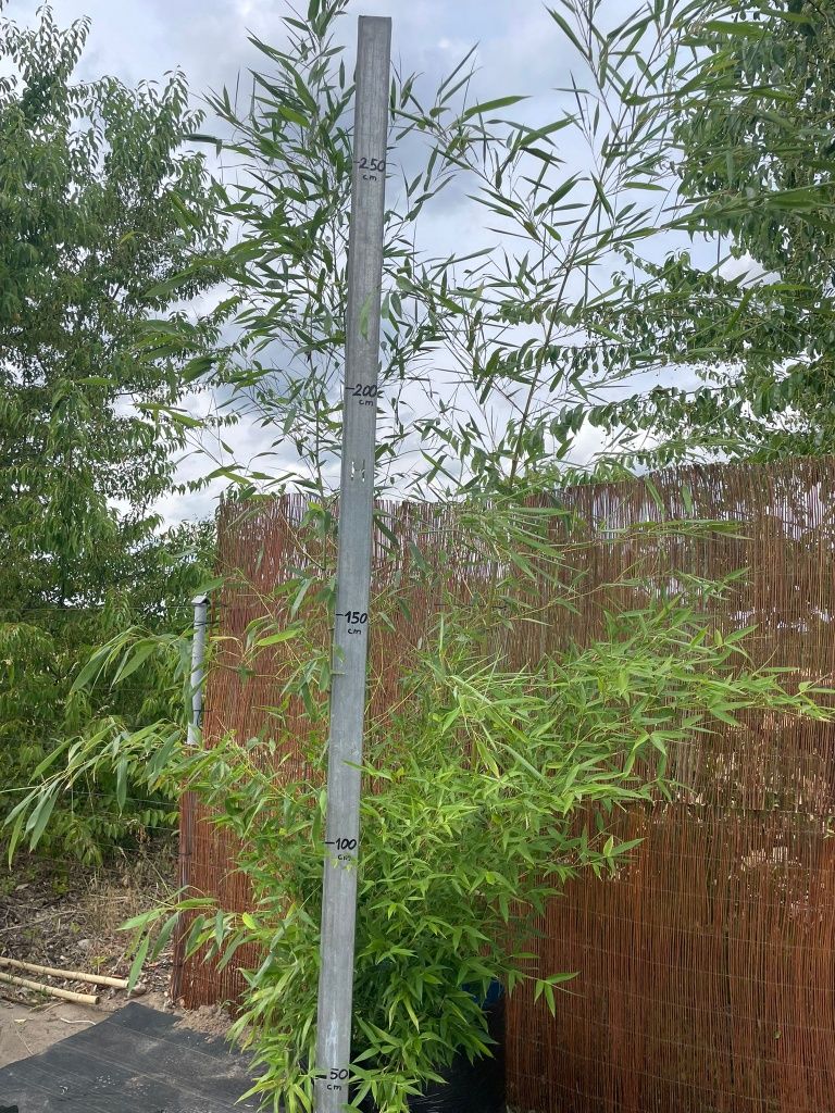 Bambus Phyllostachys Bisetti, Phyllostachys Aureosulcata f. Aureocauli