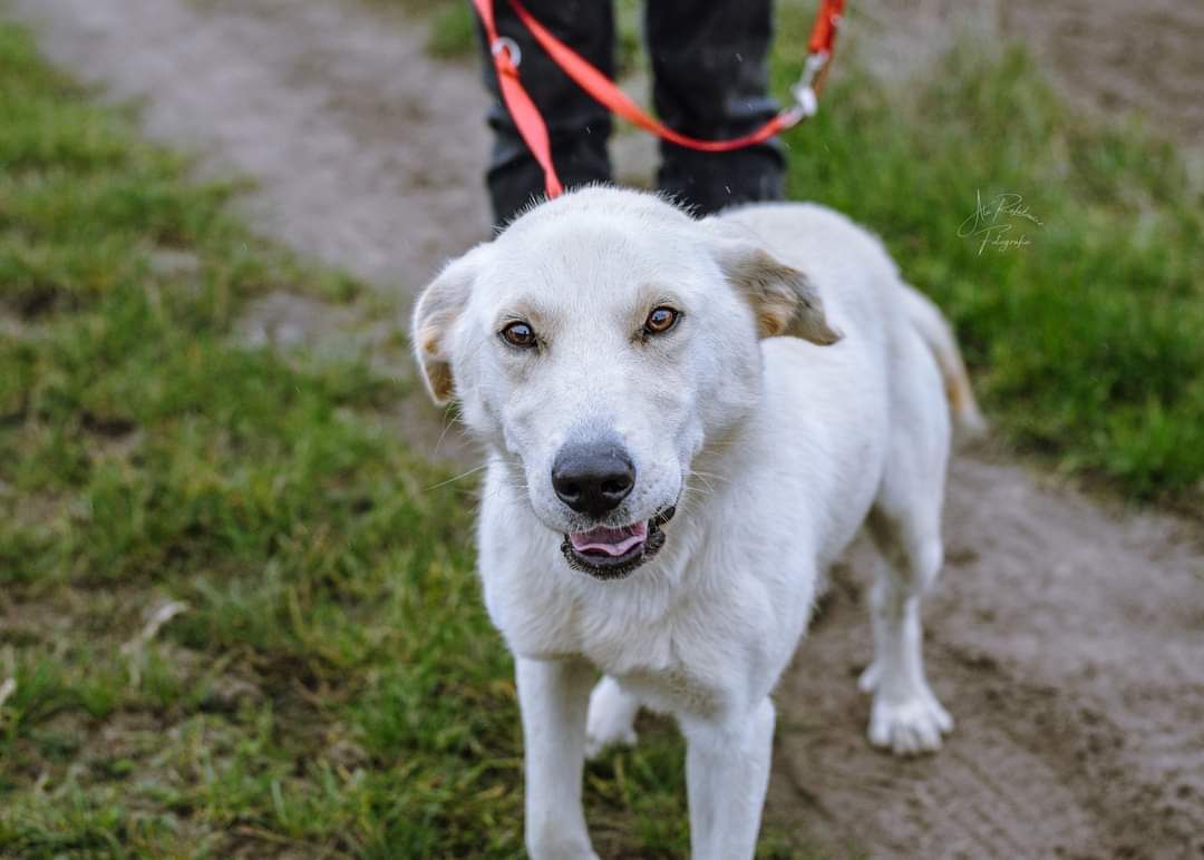 Cudowny psiak w typie labradora szuka domu! Adoptuj Serka!