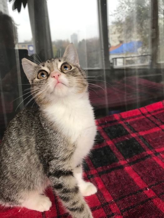 Измените жизнь принцессы. Котёнок бесплатно