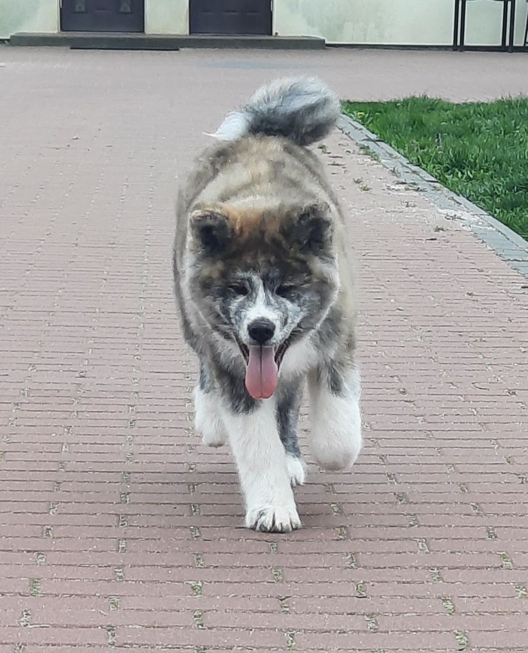 Piekny samiec akita japońska pregowana do odbioru ZKwP