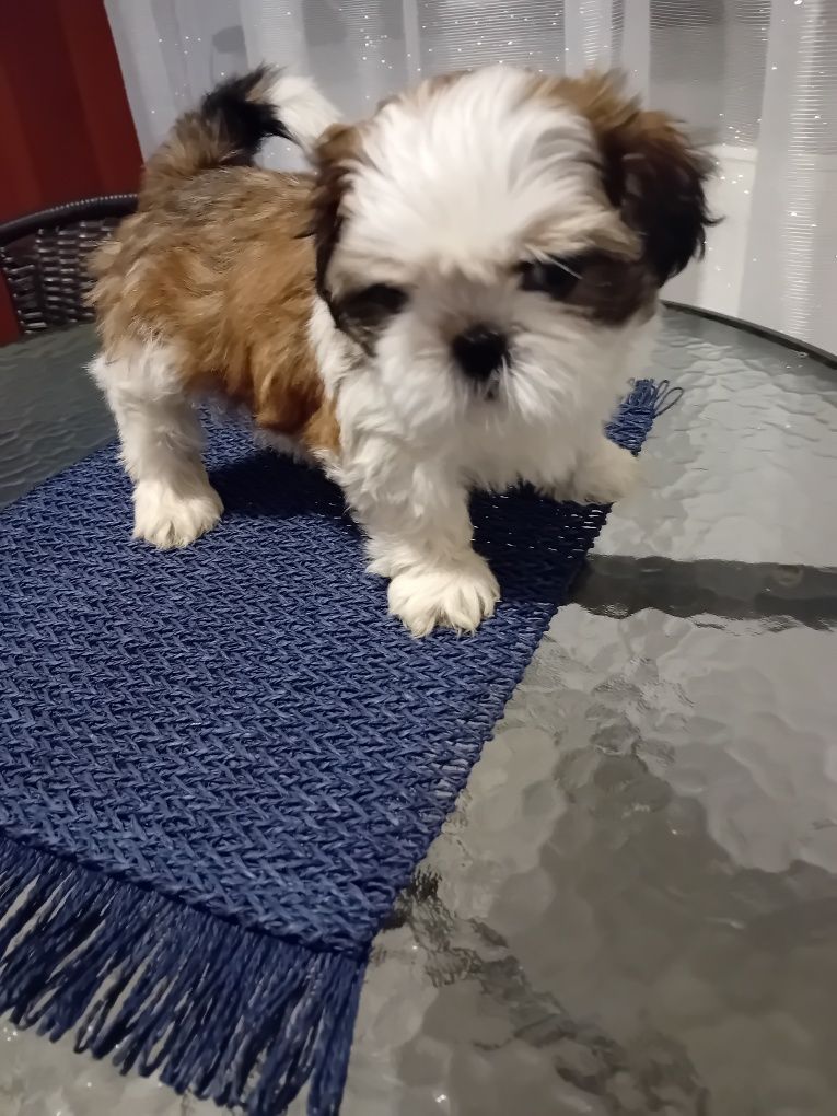Szczeniak samczyk tricolor
