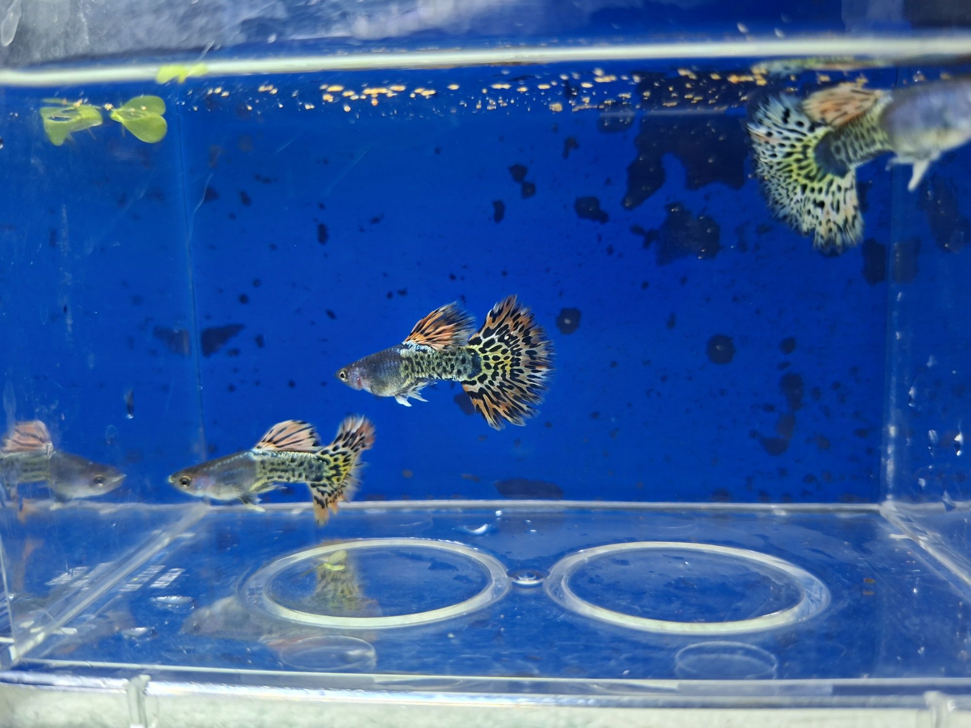 Guppys de linhagem