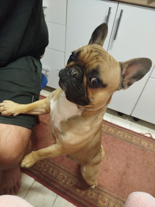 Собачка французький бульдог від усього вакценіпоаан