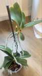 Piękna orchidea w doniczce.