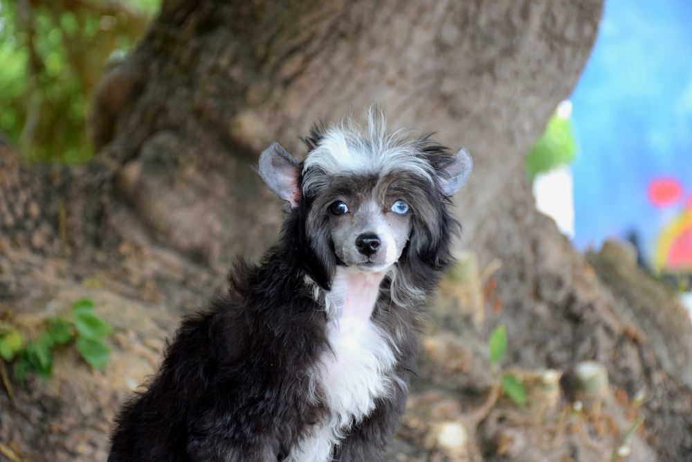 Cão de Crista Chines - Variedade Com pelo