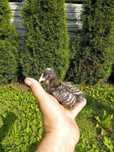 Pisklaki kury Rosy kura kury rosty ekologiczne naturalne
