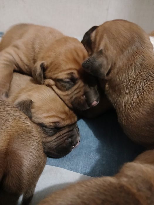 Бронь Американський Пітбуль