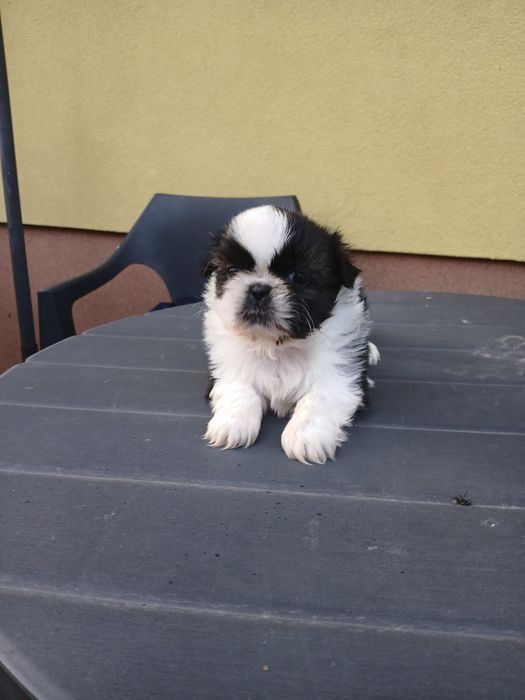 Shih tzu śliczny piesek