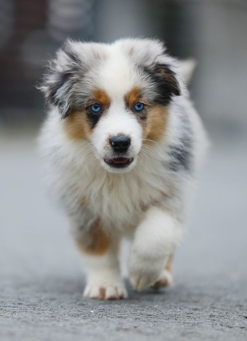 Piesek blue merle długi ogon miniaturowy owczarek amerykański ZKwP/FCI