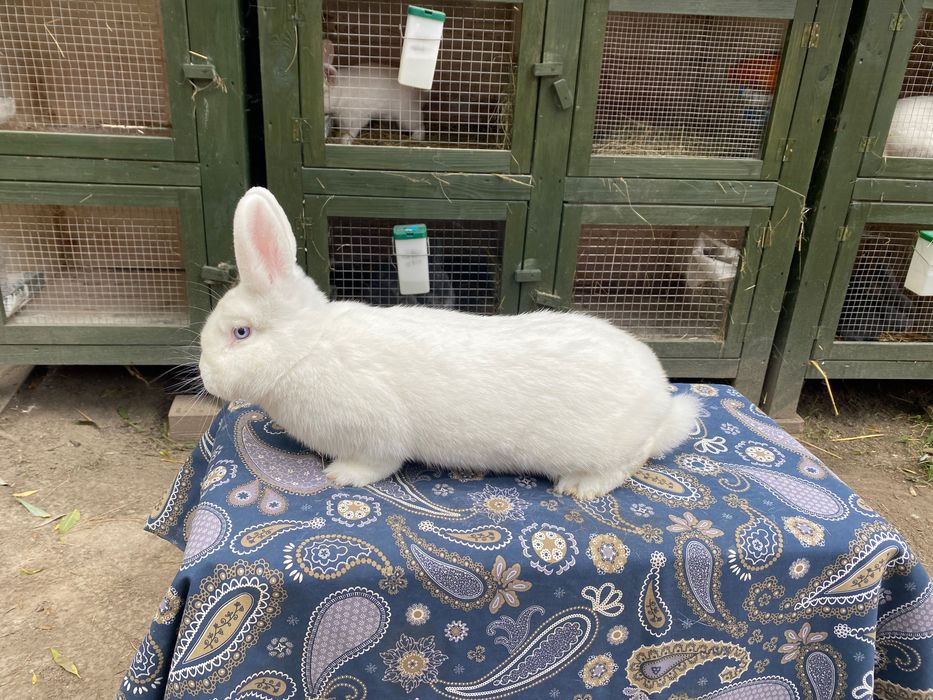 Wiedeński BIAŁY Samiczki do wyboru 4szt