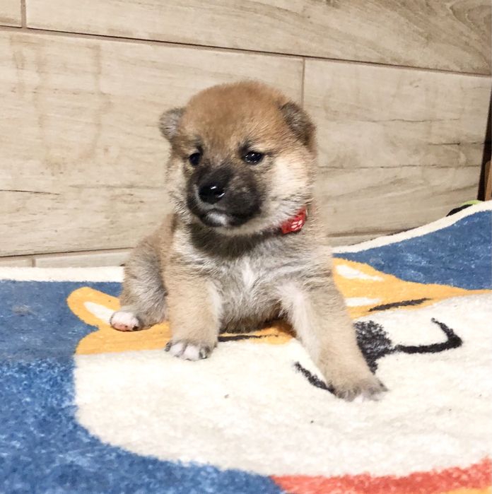 Shiba Inu, sunia TĘCZA Rajsobie(FCI).