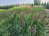 Trawy ozdobne miskant rozplenica carex gracillimus