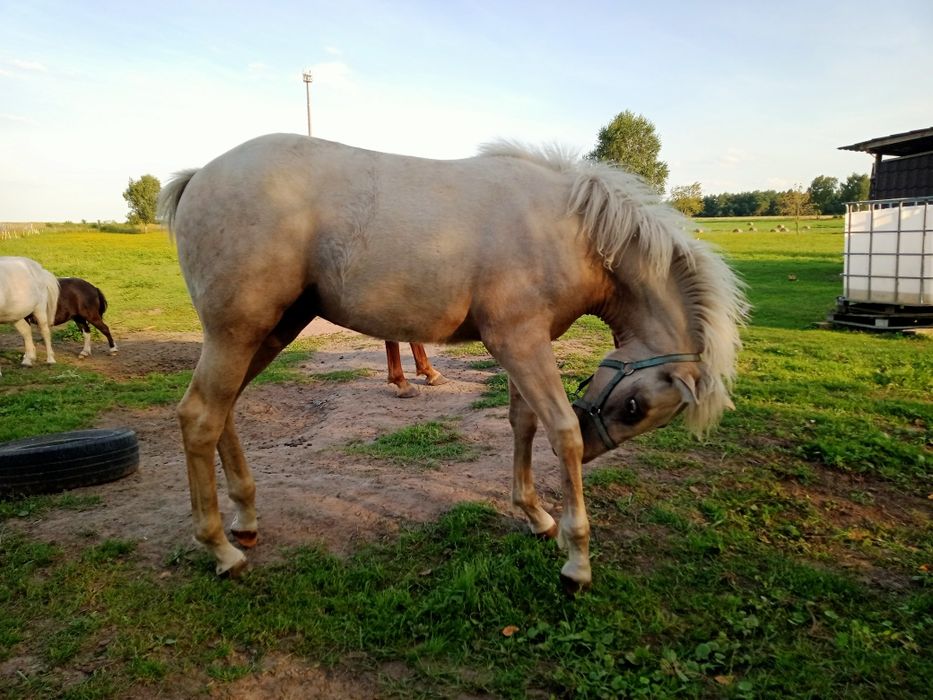 Izabelowata klacz 1/2 AQH