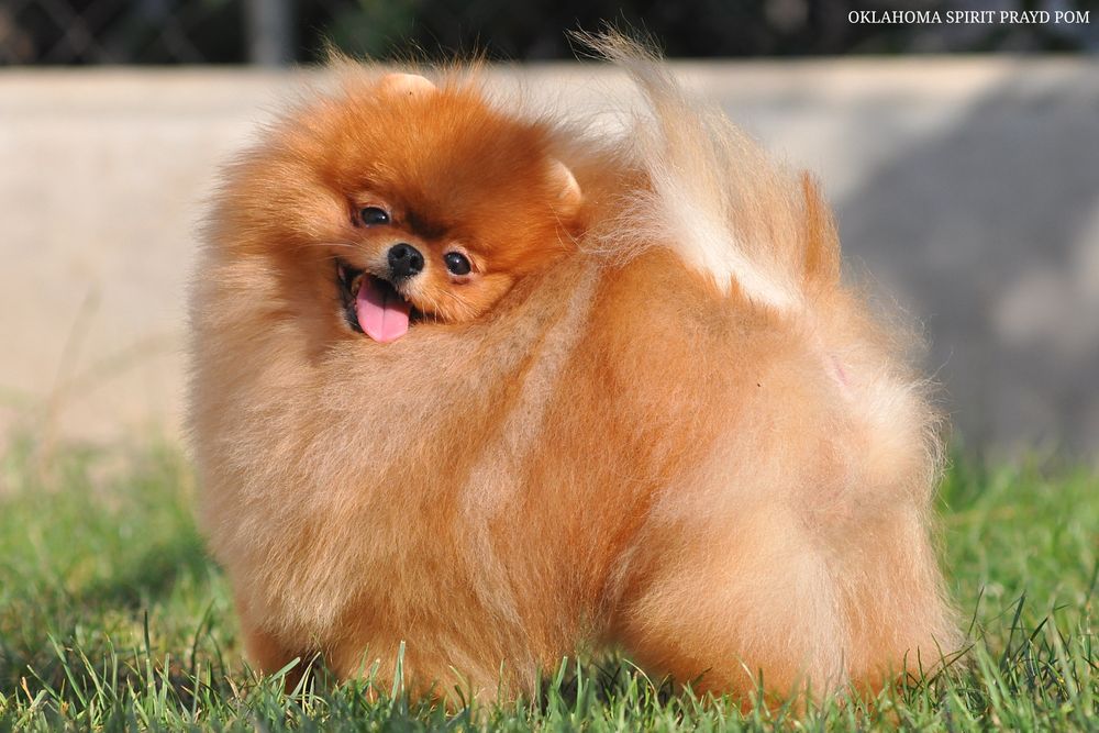 Улюбленець тіктоку з пару мільйонами переглядів