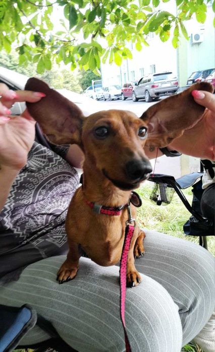 Дівчинка шукає хлопчика!