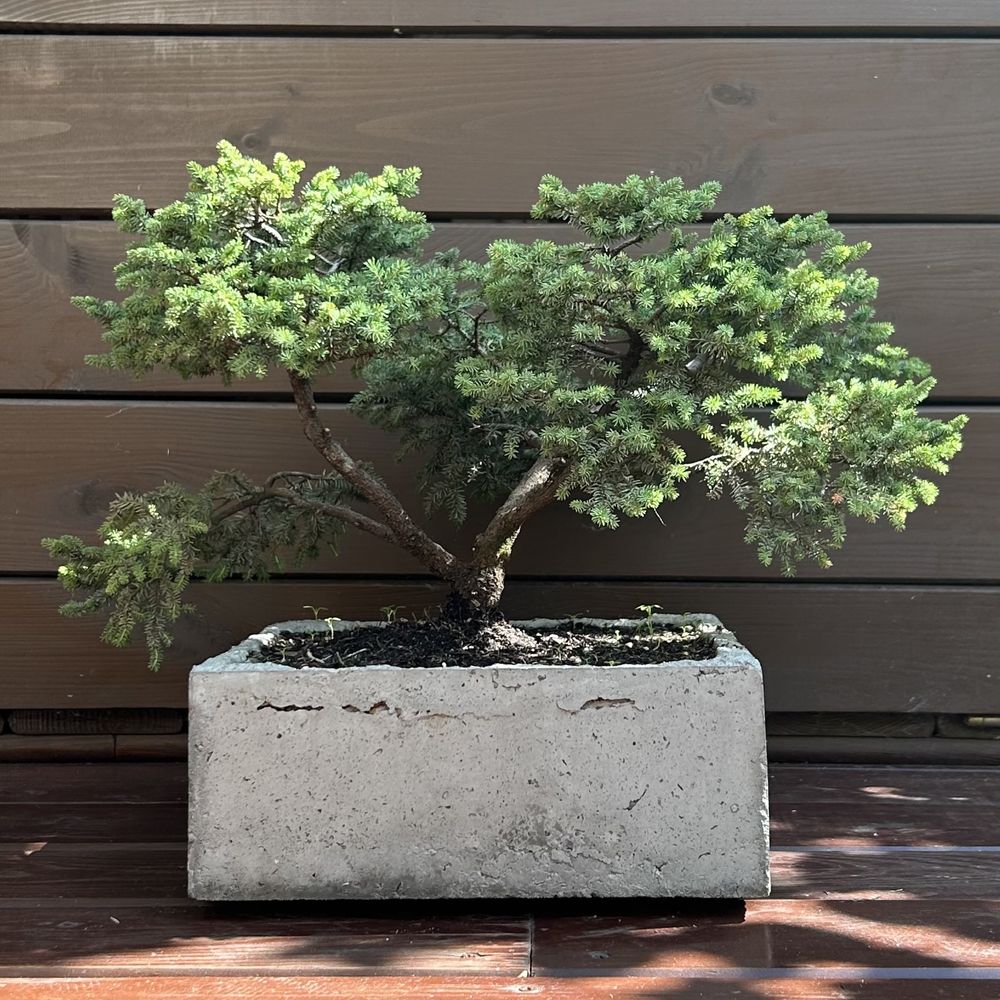 Donica ręcznie wykonana bonsai swierk mini