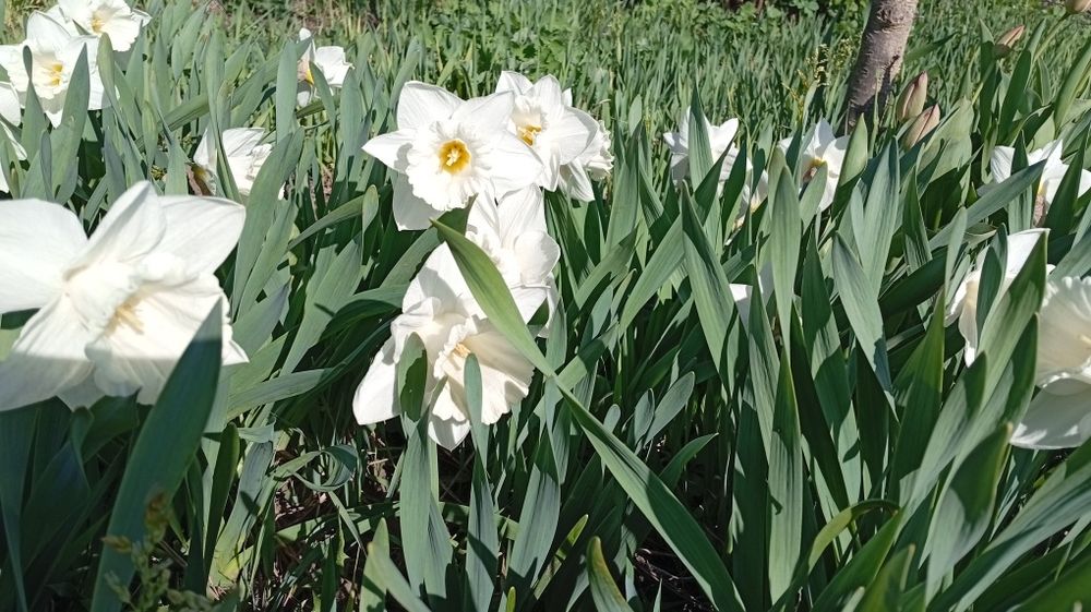 Нарциси трубчасті сортові