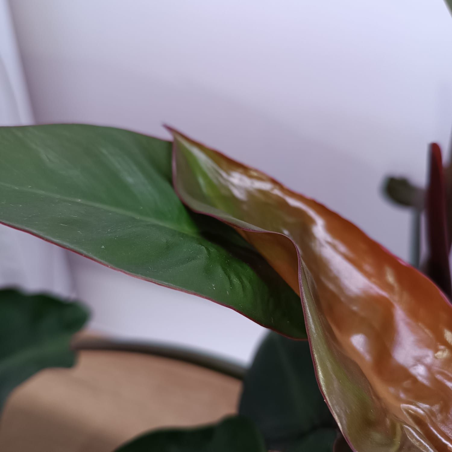 Philodendron sun red