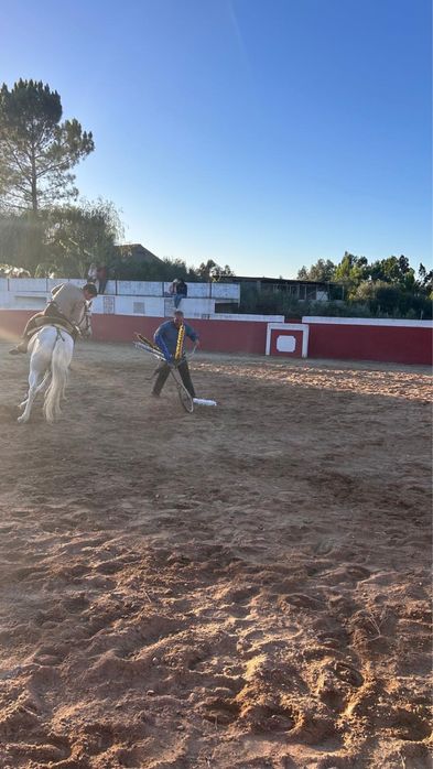 Vendo cavalo cruzado.