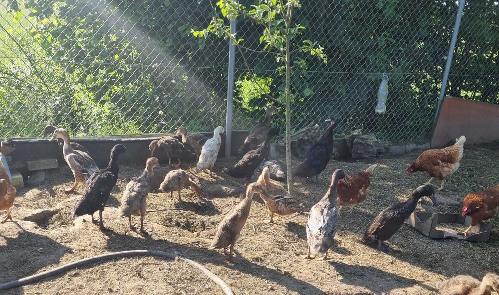 Kaczki biegusy na sprzedaz